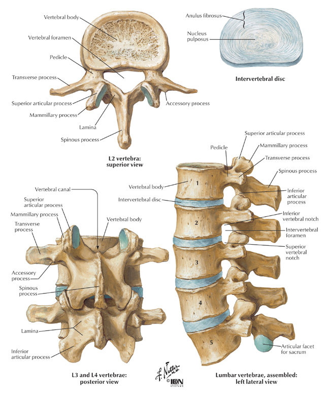 vertebra lumbar